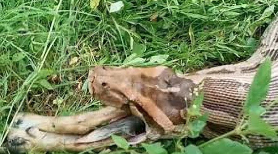 Assista ao Vídeo: Píton regurgita cão inteiro na Índia