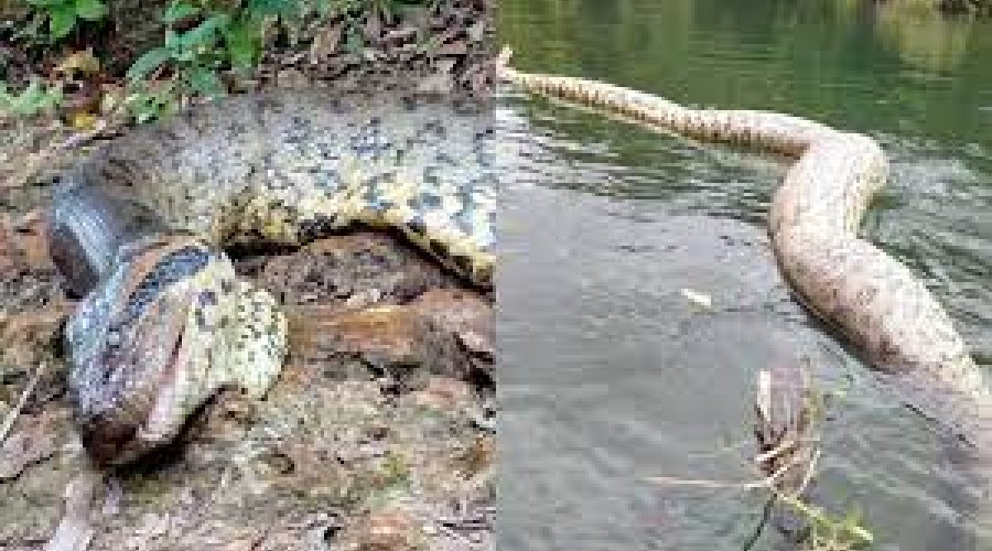 Polícia investiga morte de sucuri de 6,5 metros em Bonito (MS)