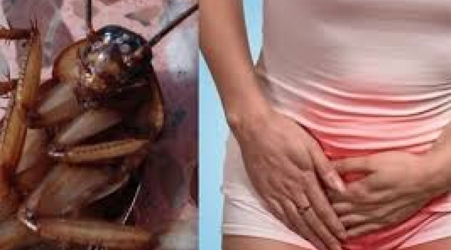 Barata é retirada de partes íntimas de mulher em Honduras