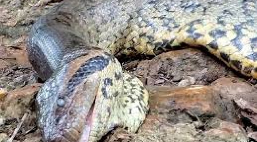 Ana Júlia: Causa da morte da sucuri cobra de quase 7 metros mais famosa do mundo é revelada