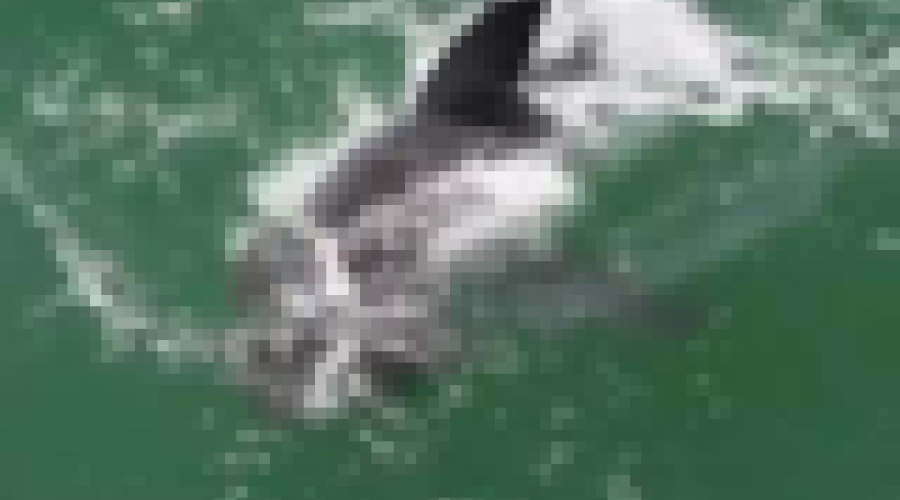 Vídeo flagra pato fugindo de ataque de tubarão