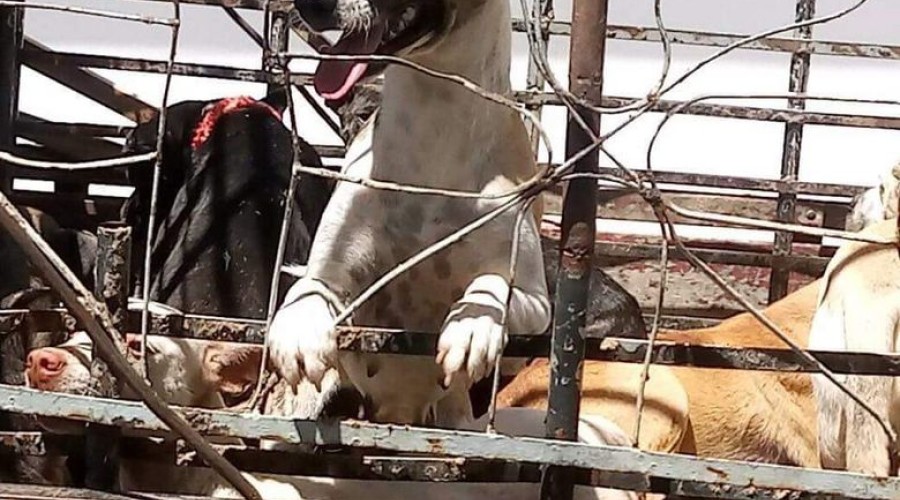 Matança de 31 cães na Paraíba foi 