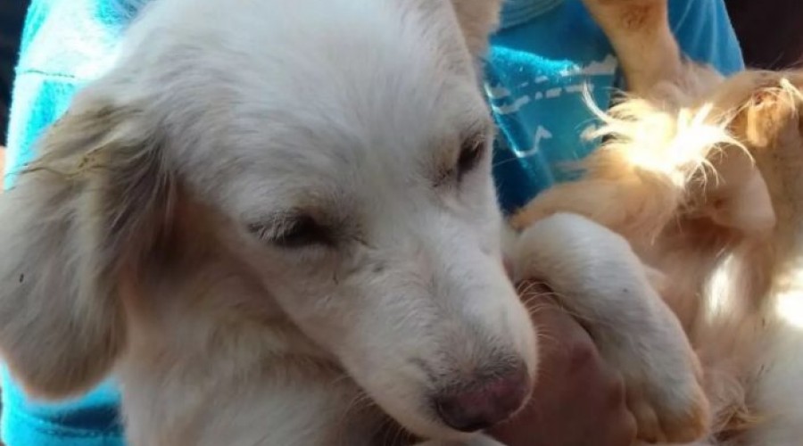 ASSISTA AO VÍDEO: Quanta maldade! Mulher é filmada jogando um pobre cachorrinho dentro de um bueiro