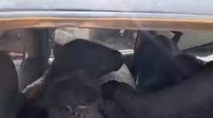 Vídeo: trio é preso com 11 cabras furtadas dentro de carro no Ceará