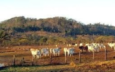 STF mantém lei que limita compra de terras por empresas estrangeiras