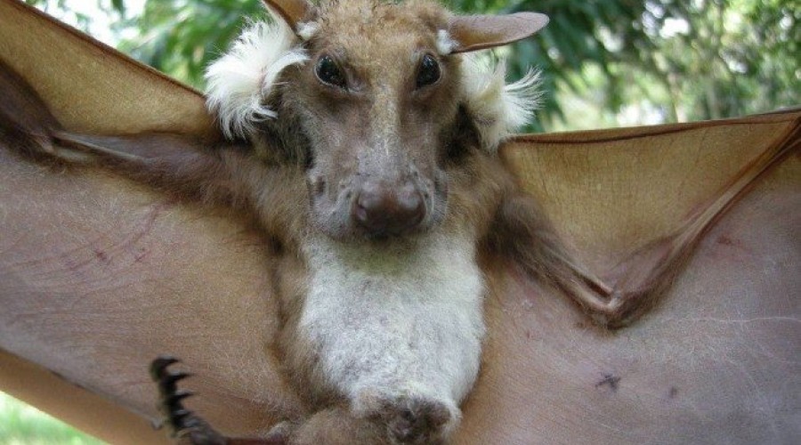 Cachorro alado? Conheça o morcego gigante que parece com um cão Fonte: Último Segundo - iG @ https://ultimosegundo.ig.com.br/ciencia/meioambiente/2019-08-16/cachorro-alado-conheca-o-morcego-gigante-que-parece-com-um-cao.html