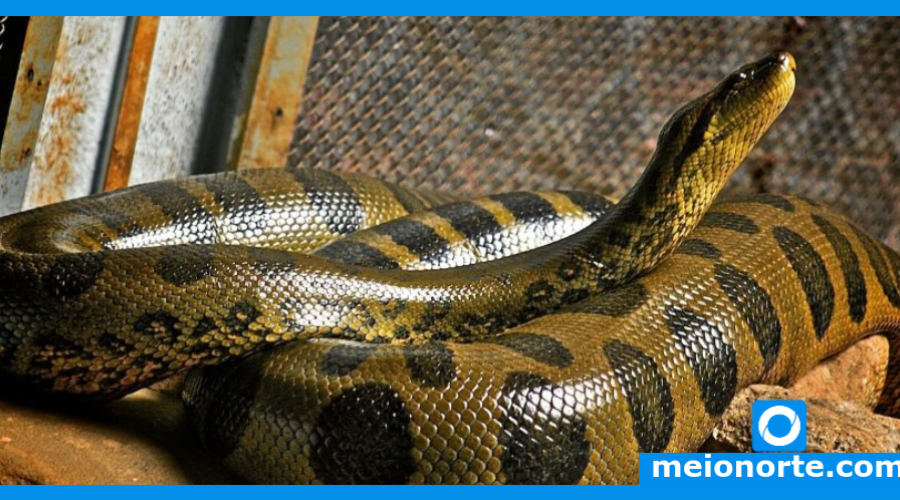 Vídeo: Cobra píton devora javali deixando montanhistas assustados