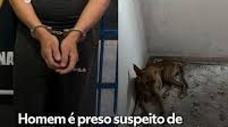 Caxias: Homem é preso suspeito de zoofilia contra cadela e compartilhava os abusos