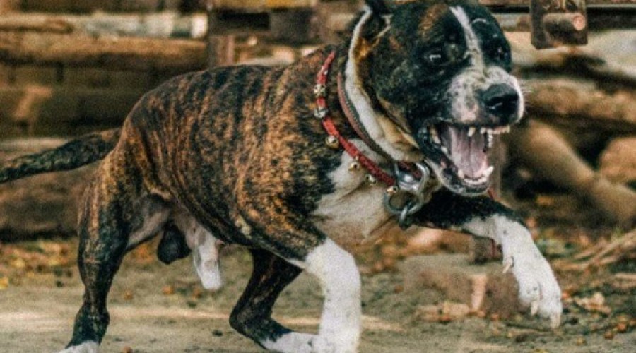 Recém nascido de 21 dias morre após ser atacado por pitbull da família