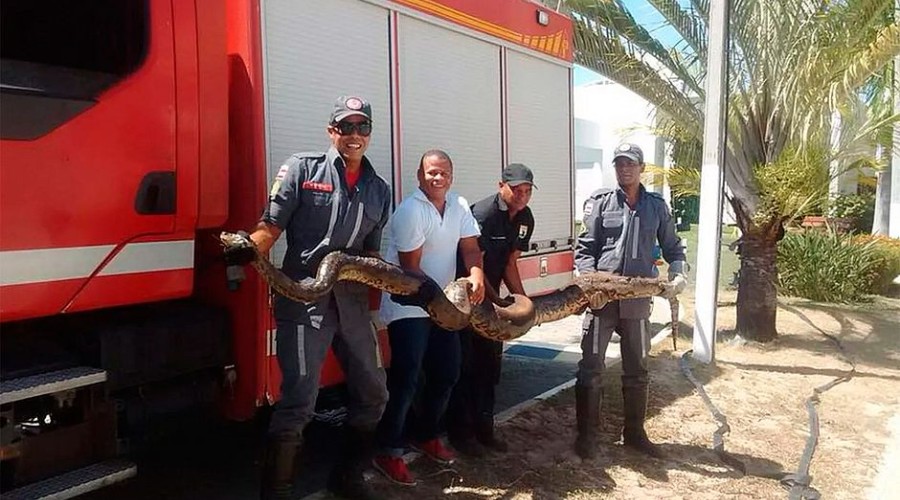 Sucuri de 4 metros é resgatada de incêndio em vegetação na BA