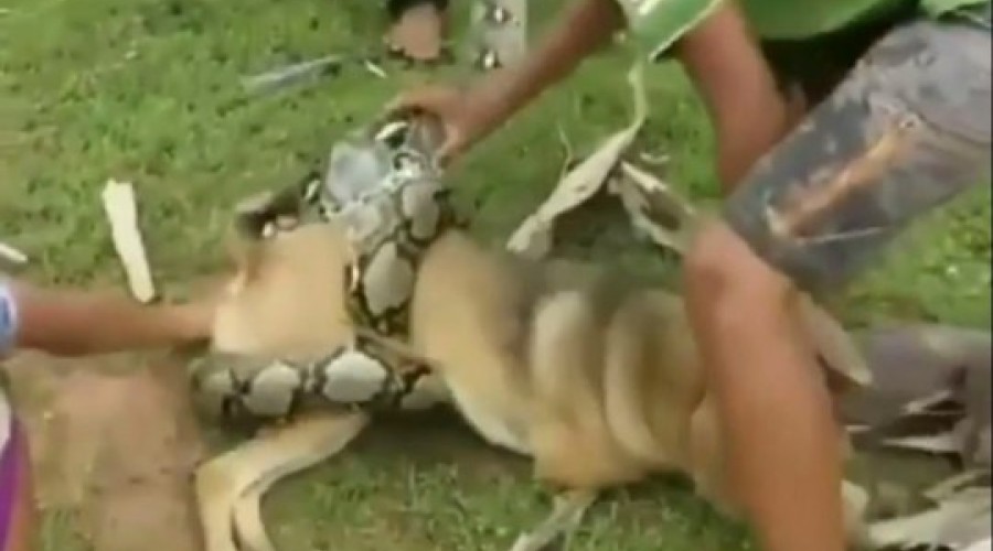 Assista ao Vídeos: Crianças brigam com cobra que estava matando seu cachorro