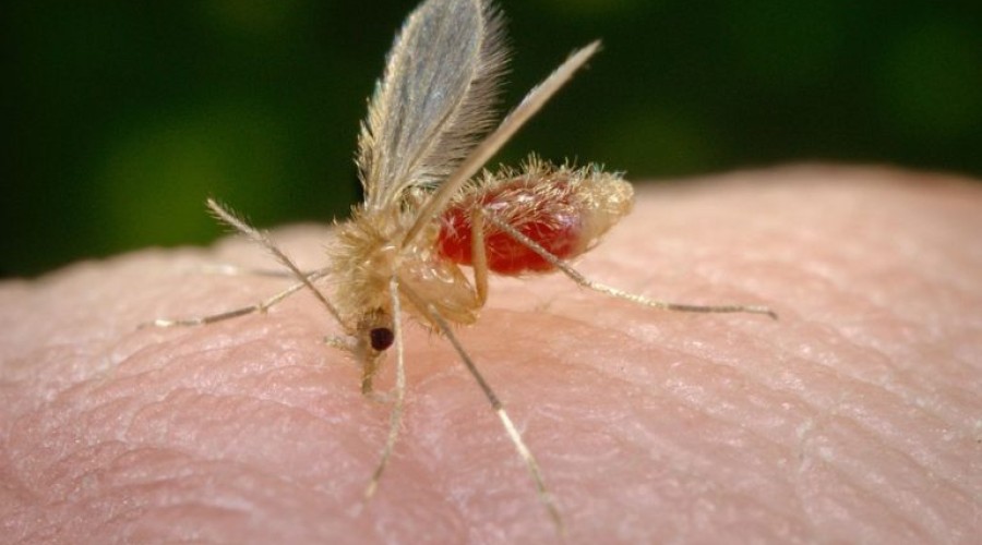 Maranhão lidera casos de leishmaniose visceral do país.