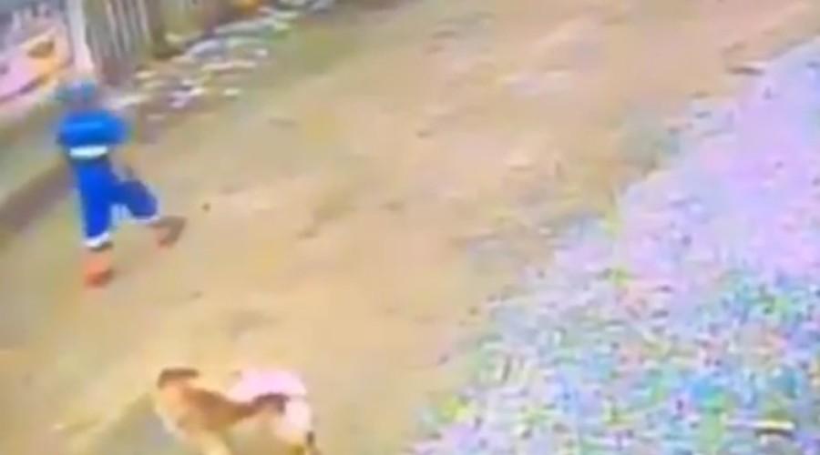 Cachorro é jogado dentro de triturador do caminhão de lixo