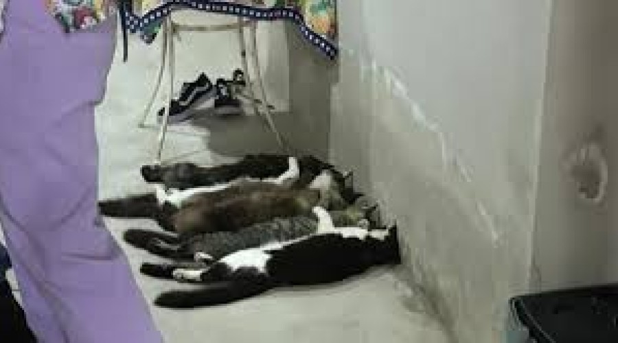 Polícia desmantela esquema de venda ilegal de sangue de gato