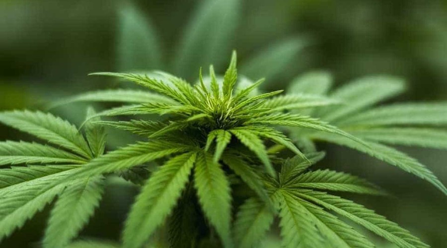 Polícia descobre plantação de maconha em igreja e prende dois homens