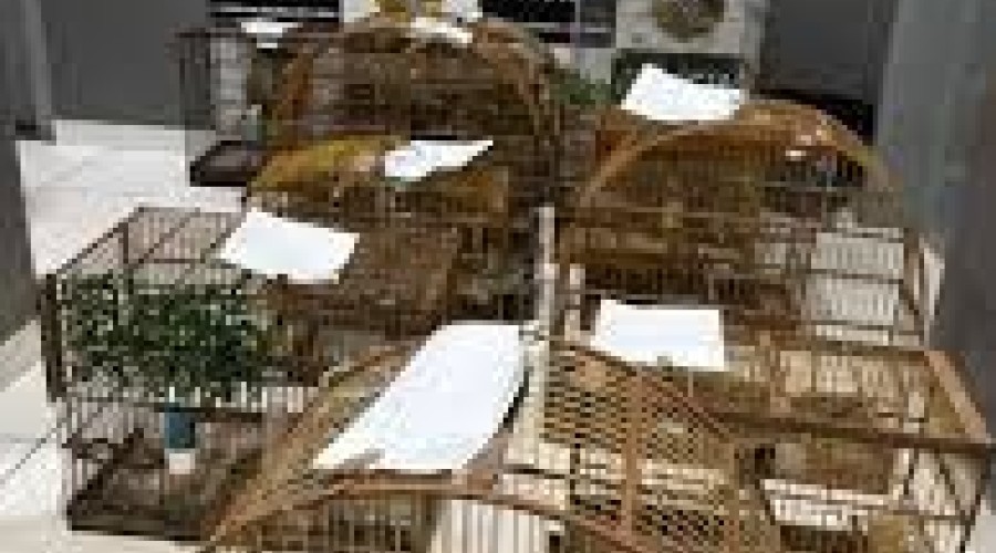 PinheiroM/A - Polícia Civil apreende 14 aves silvestres em operação ambiental em Pinheiro