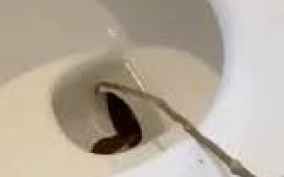 Vídeo: Hóspede encontra cobra venenosa de 1,2m dentro de vaso sanitário em hotel
