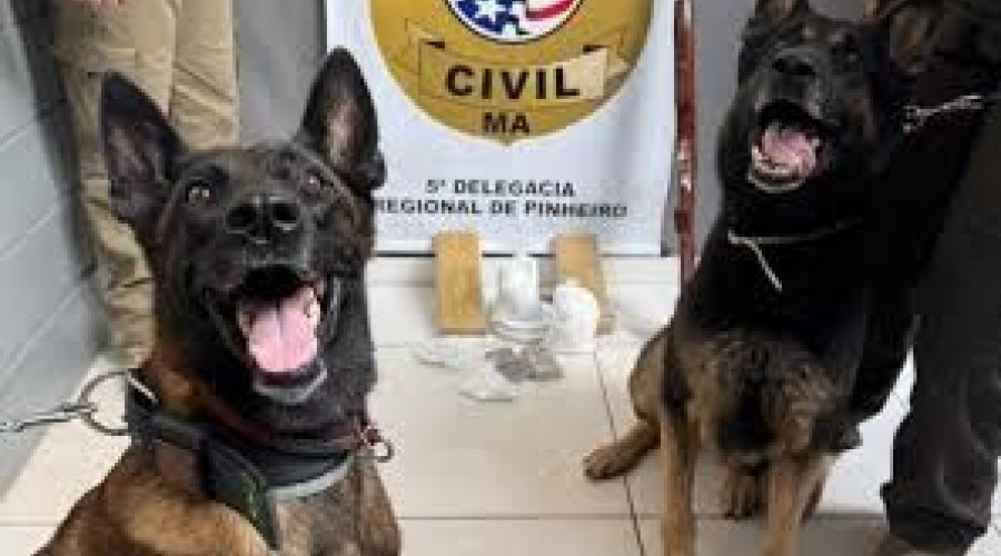 Quatro pessoas são presas por tráfico de drogas e posse ilegal de arma em Pinheiro