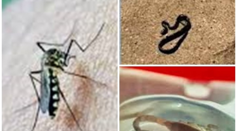 TO: acidentes com animais peçonhentos deixam 5,8 mil feridos em 2024