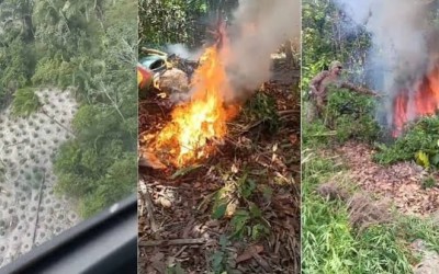 Santa Helena, Pinheiro e Central do Maranhão: Operação policial destrói mais de 18 mil pés de maconha em três cidades do Maranhão