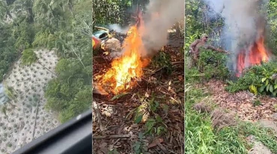 Santa Helena, Pinheiro e Central do Maranhão: Operação policial destrói mais de 18 mil pés de maconha em três cidades do Maranhão