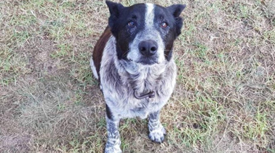 Cão surdo e parcialmente cego ajuda a resgatar menina desaparecida