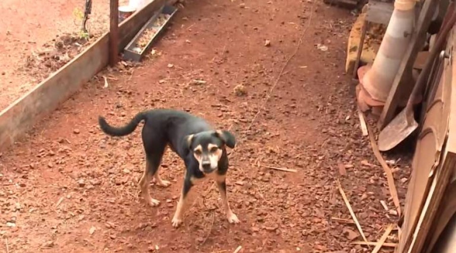 Homem corta cabeça de cachorro durante roubo e tentou vende a carne de paca