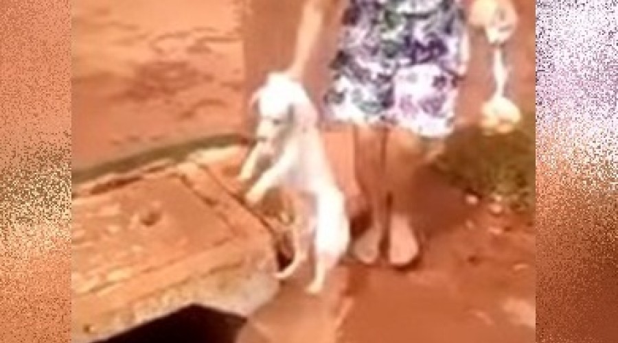Assista ao vídeo:  Mulher que jogou cachorro no bueiro em Novo Gama responderá por crime ambiental