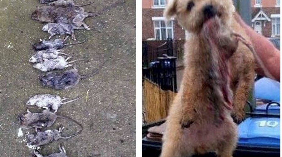 Conheça Tara, o pequeno cãozinho Terrier caçador que já eliminou mais de 600 perigosos ratos