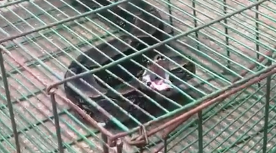 ASSISTA AOS VÍDEOS: Cobra enorme que aterrorizava moradores é capturada dentro de residência no Ipase, em São Luís
