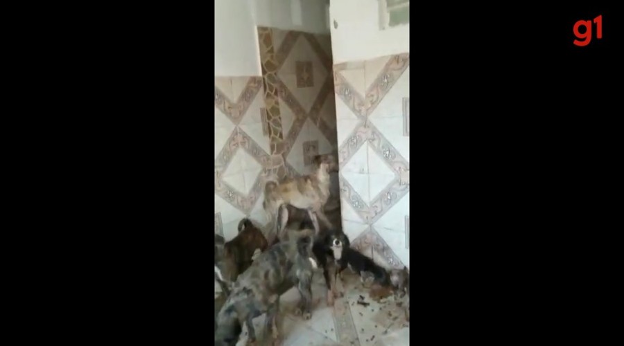 Mulher é presa suspeita de maus-tratos contra mais de 30 cães em São José de Ribamar