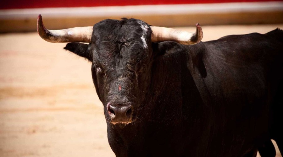 ASSISTA AO VÍDEO: Homem morre atingido por corno em largada de touros em Espanha