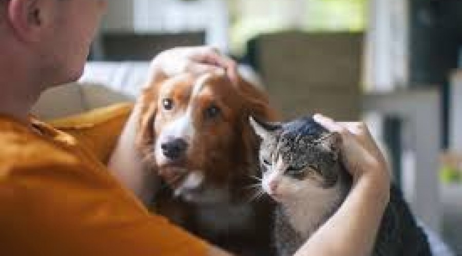 Cães e gatos podem ser enterrados juntos com humanos? Veja cidades que permitem