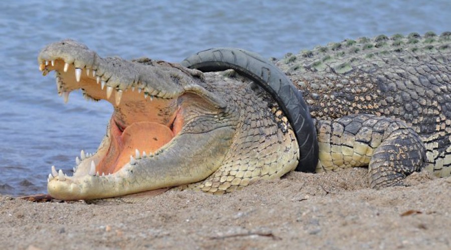 Crocodilo do pneu