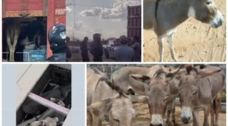 Piauienses são presos transportando jumentos que seriam abatidos e vendidos como carne de boi