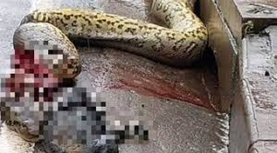 Serpente vista em canal de Bélem (PA) havia predado um animal doméstico. Segundo testemunhas, os bombeiros foram chamados, mas não responderam