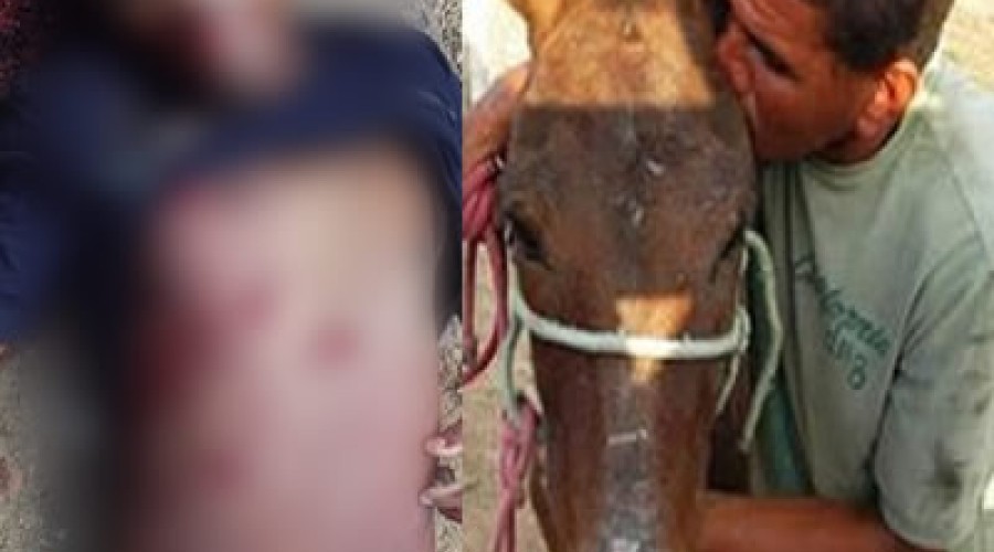 Homem apaixonado por Jumenta mata o irmão depois de descobrir que ele também tinha relações com o animal