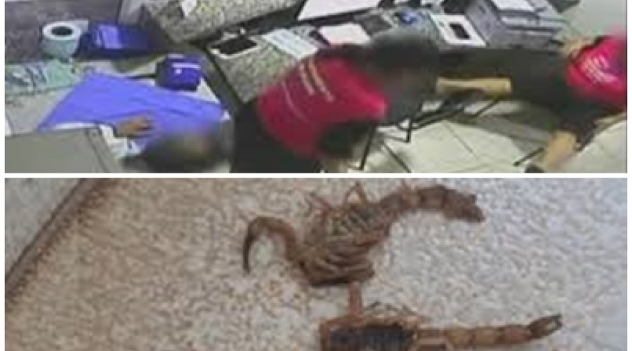 Susto, medo e trauma: confira relatos de recepcionistas atacadas por paciente com escorpiões em centro de saúde