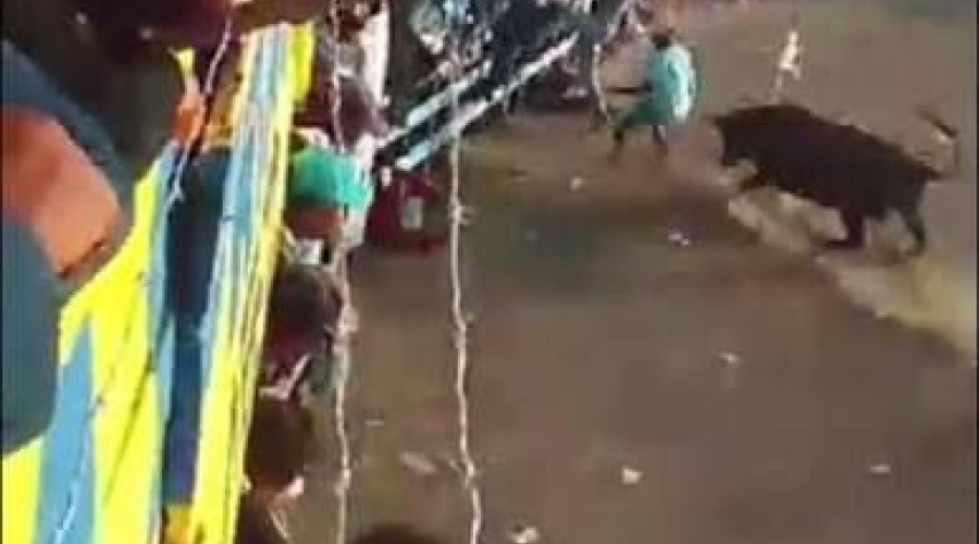 Vídeo: Homem morre após ser atacado por touro durante festival tradicional