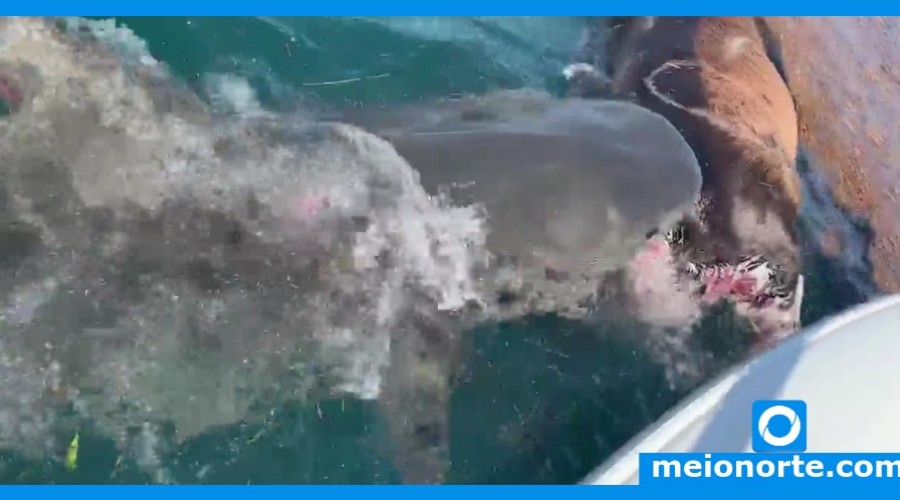 Assista so Vídeo: Tubarão-tigre faminto dizima cavalo vítima do furacão Dorian