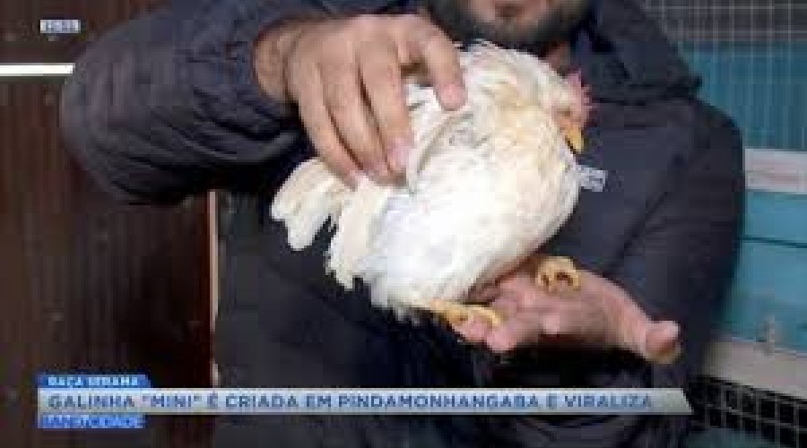 Menor galinha do mundo tem ovos vendidos por até R$ 3 mil em criadouro de Pindamonhangaba