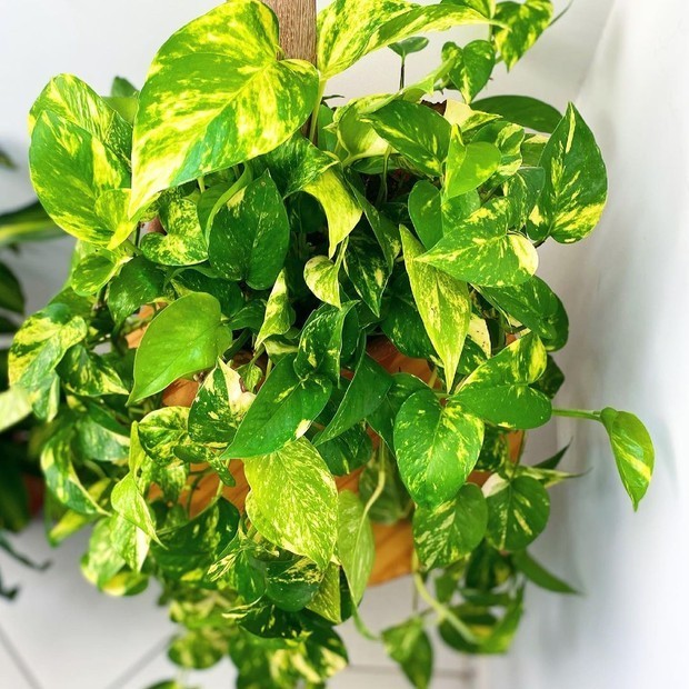 7 plantas para a sala de estar (Foto: Reprodução / Instagram / @ferdagrela)