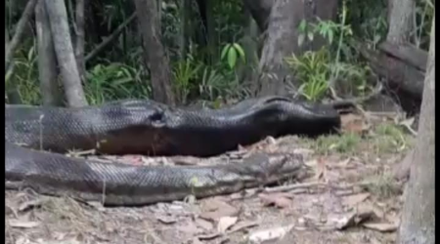 Vídeo: Homens flagram Sucuri de quase 10 metros e imagens impressiona web