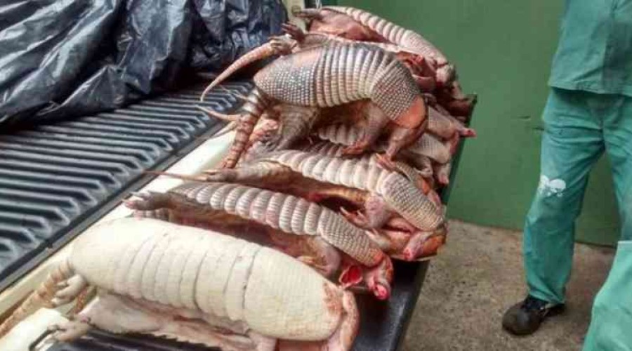 40 municípios do Piauí tem pessoas doentes por comerem carne de tatu. Contraíram micose pulmonar