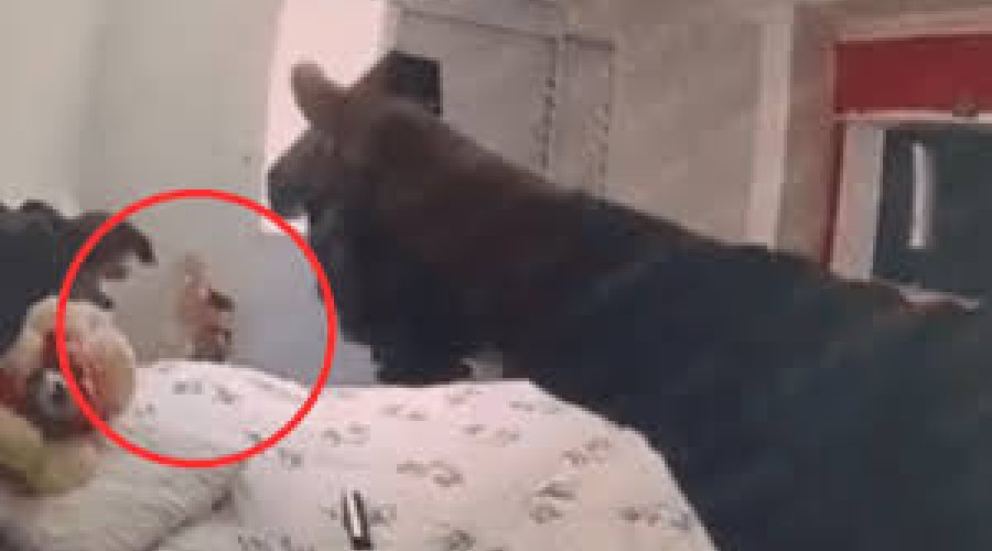 VÍDEO: Câmera corporal mostra policial executando suspeito rendido durante operação