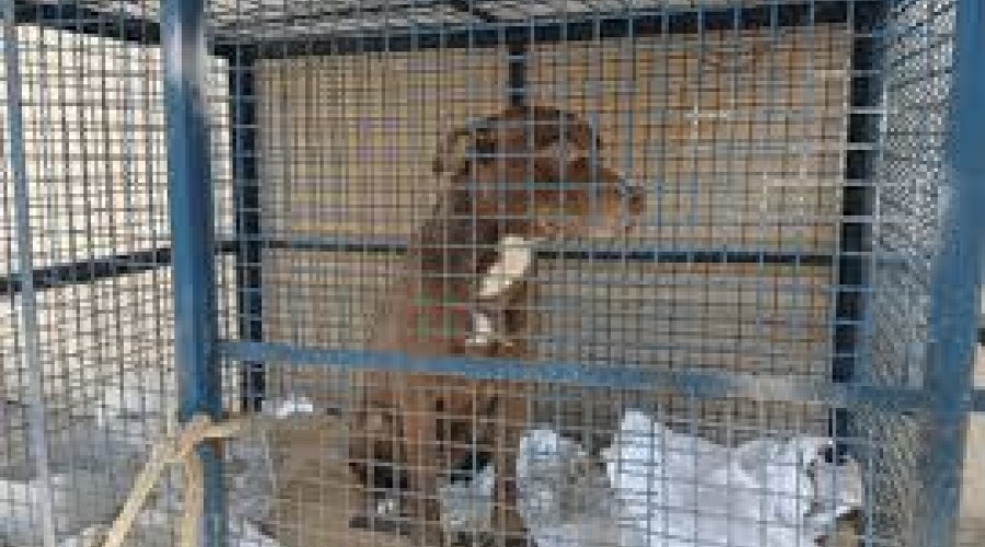 Pitbull invade escola e avança em seis crianças