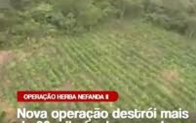 Polícia destrói mais de 80 mil pés de maconha em Grajaú