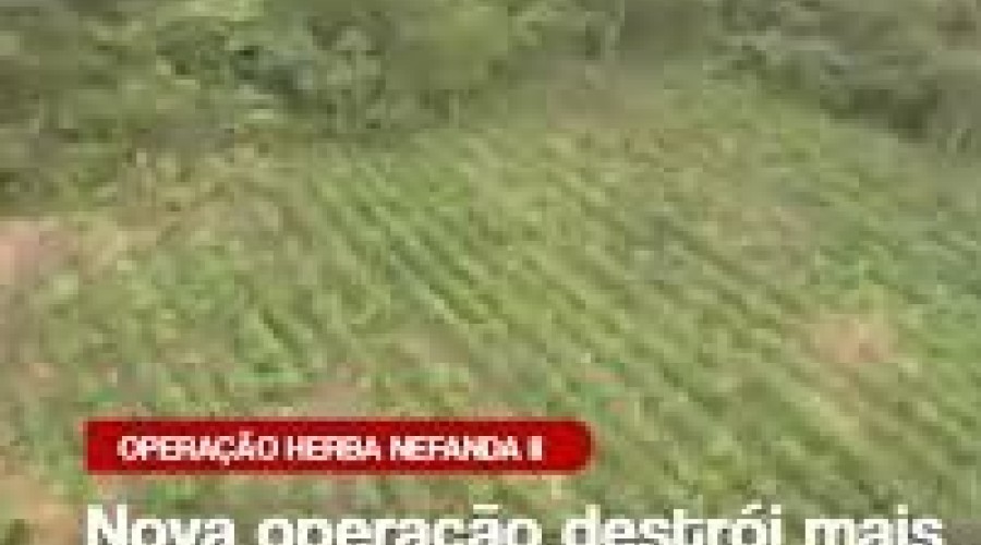 Polícia destrói mais de 80 mil pés de maconha em Grajaú