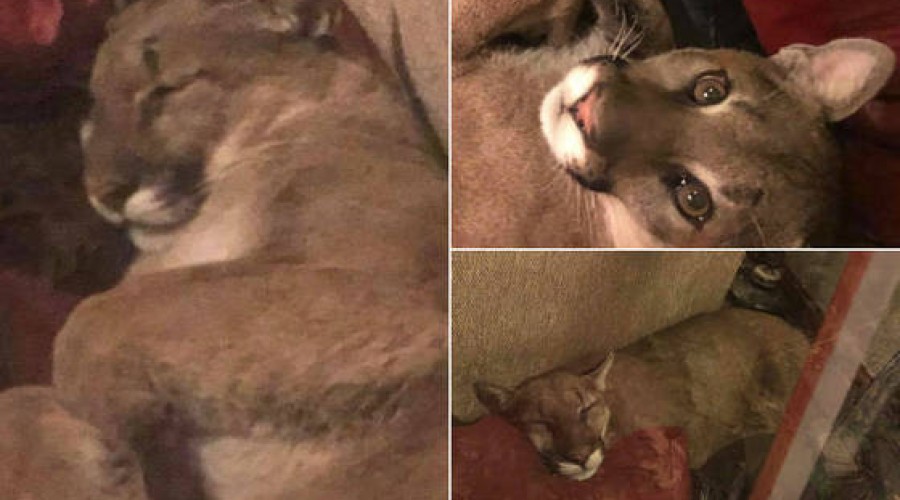 Presente! Onça-parda é resgatada em sala de aula após invadir escola