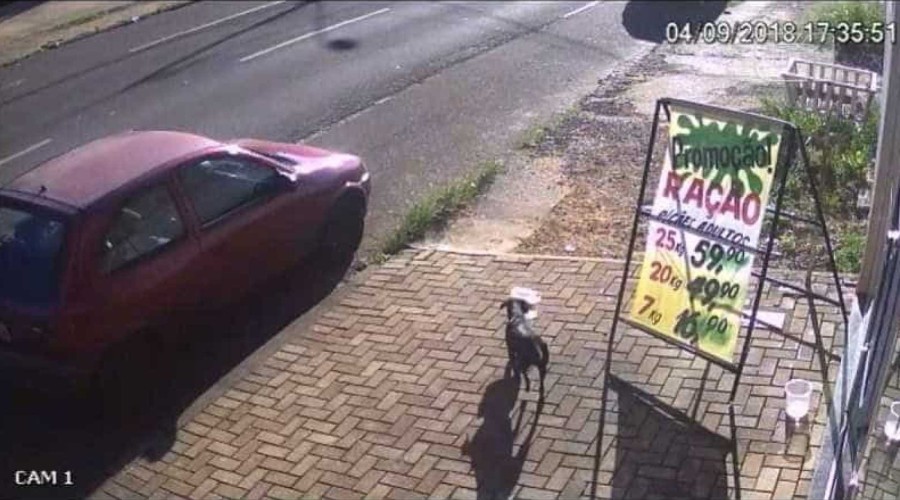 Cachorro furta pote com ração em frente a pet shop e é flagrado